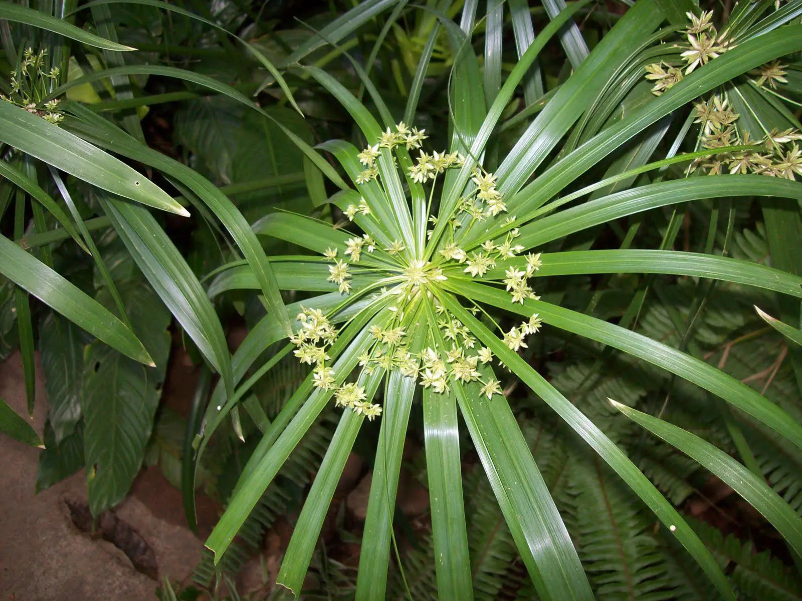 Cypriol Yağı Faydaları