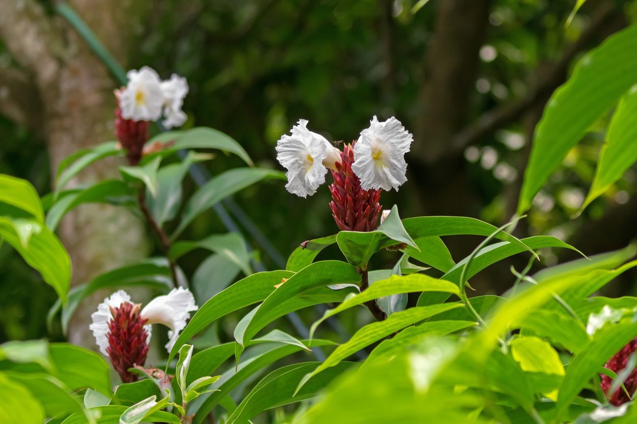 Costus Yağı Faydaları