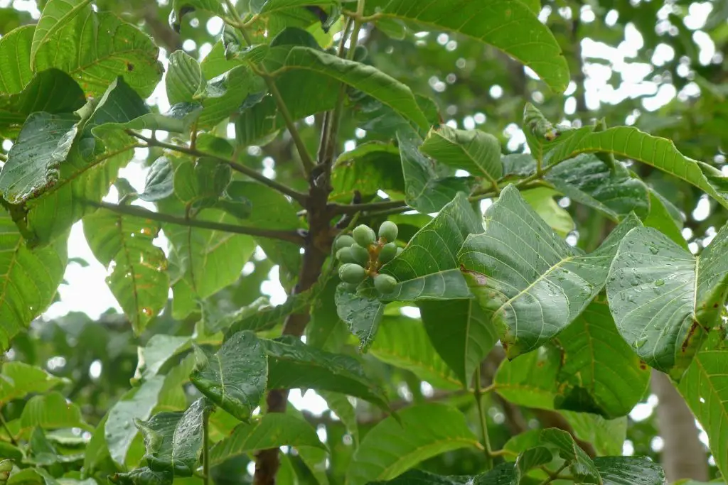 Elemi ağacı