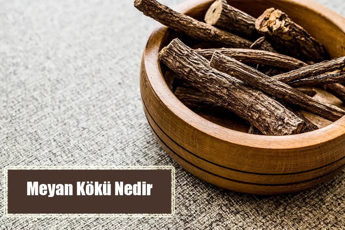 Meyan Kökü Nedir, Geleneksel Tıptaki Yeri Nedir?