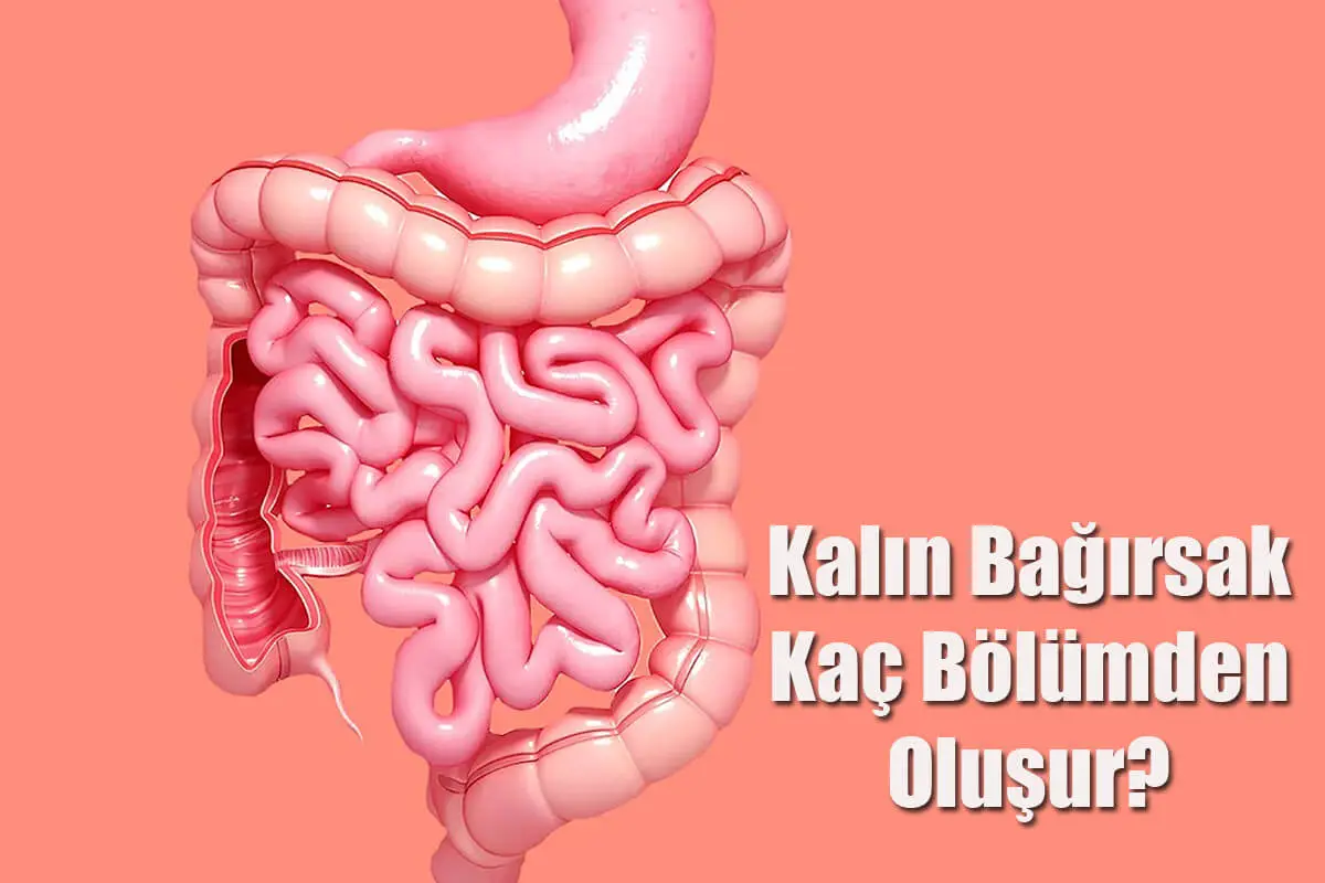 Kalın Bağırsak Kaç Bölümden Oluşur?