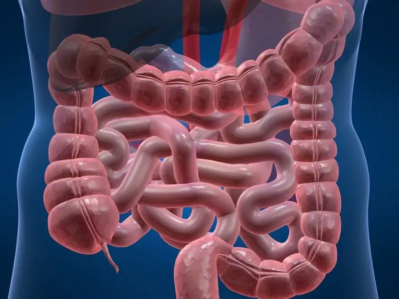 Kalın Bağırsak Kaç Bölümden Oluşur? 1 Yetişkinde Kolon Uzunluğu