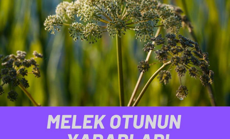 Melek Otunun Yararları