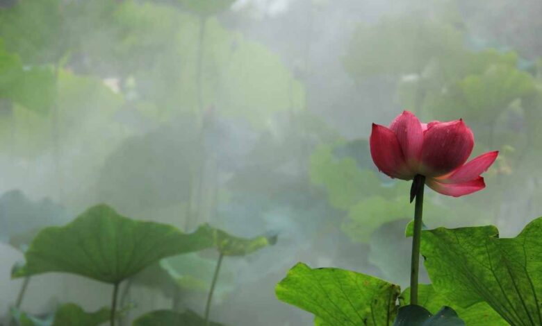 Lotus Çiçeği