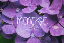 Menekşe Çiçeği