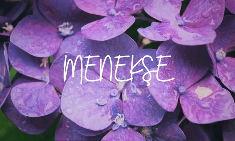 Menekşe Çiçeği