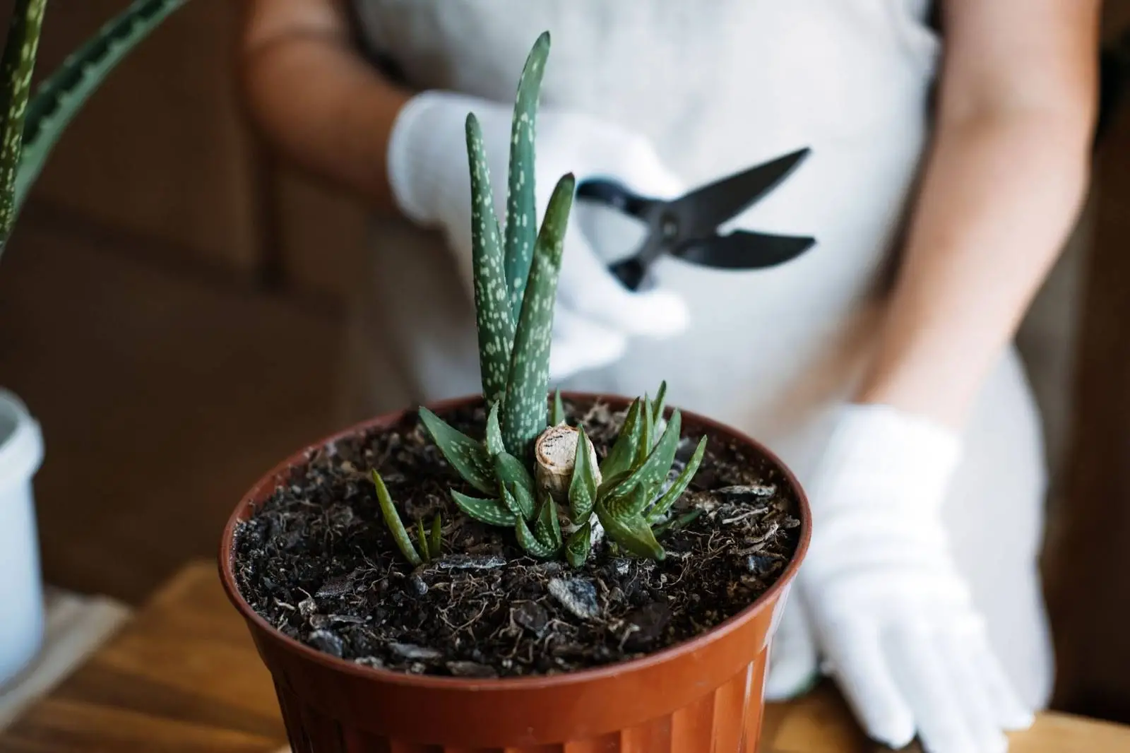 Aloe Vera Çiçeği Özellikleri Ve Bakımı
