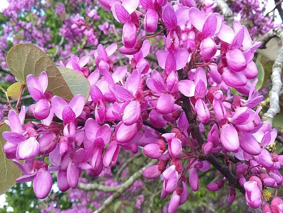 Erguvan Çiçeği Ve Özellikleri