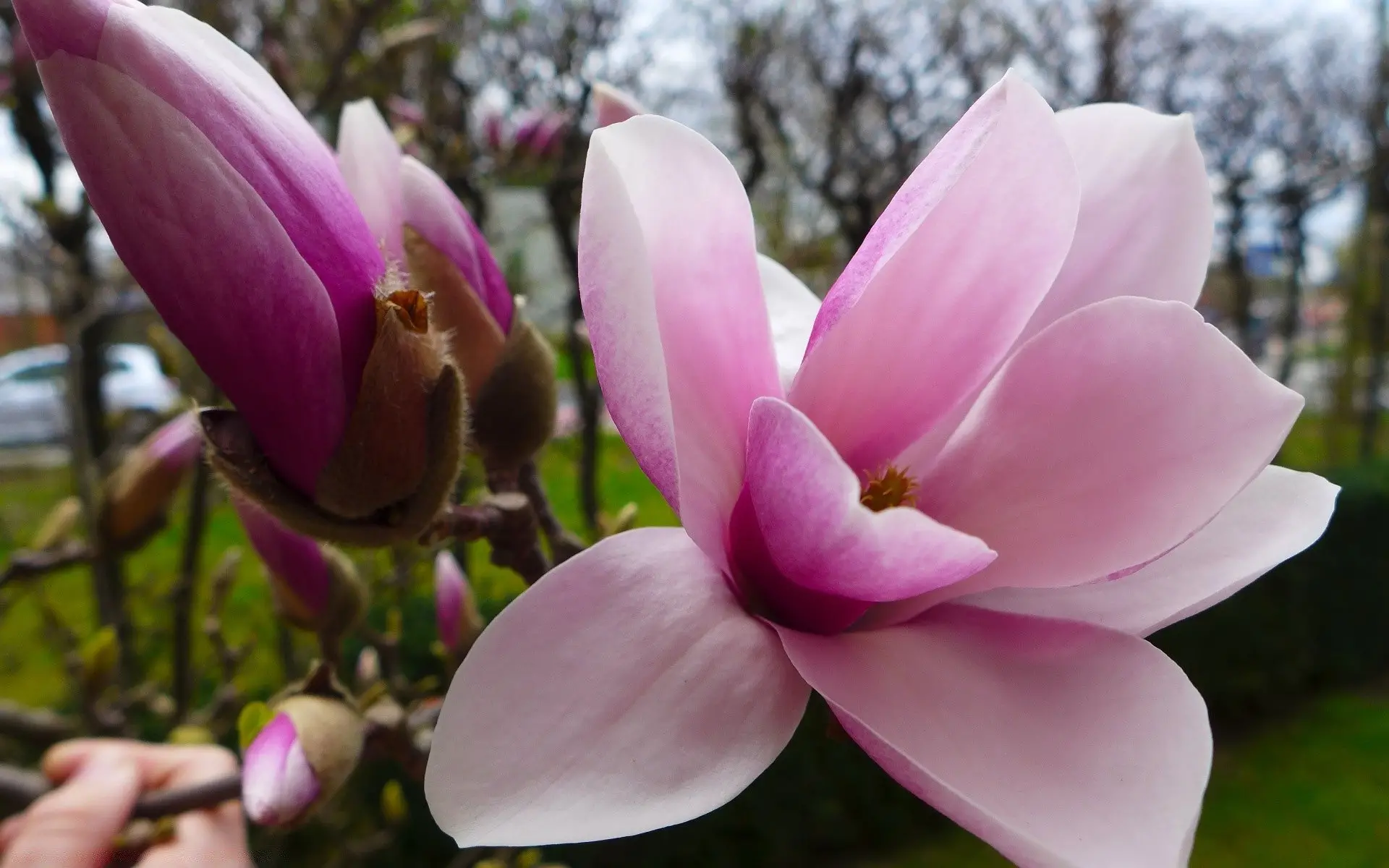 Manolya Çiçeği Özellikleri Ve Anlamları