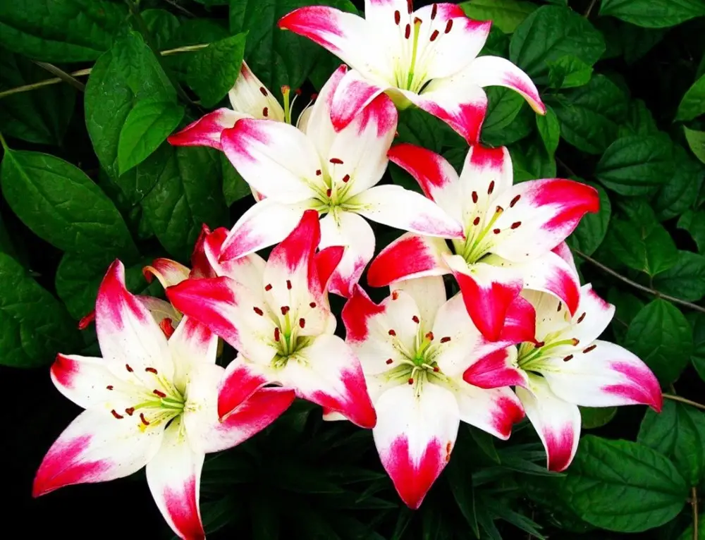 Zambak Çiçeği Ve Özel Anlamları