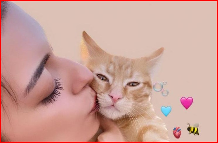 Kedi Sahibi Olmanın Psikolojik Faydaları Nelerdir?