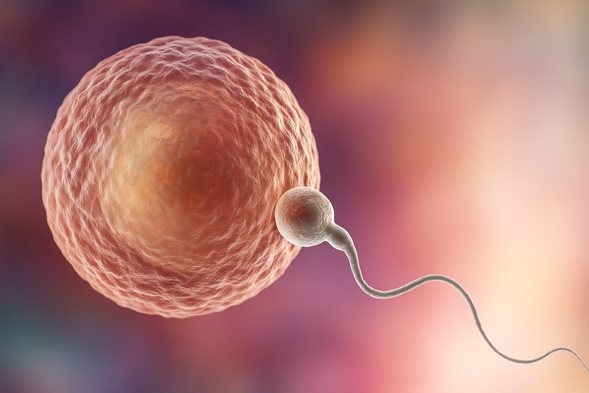 Yumurta Donasyonu Nedir? | Kıbrıs Amerikan Tüp Bebek Merkezi ile Yüksek Başarı Oranları