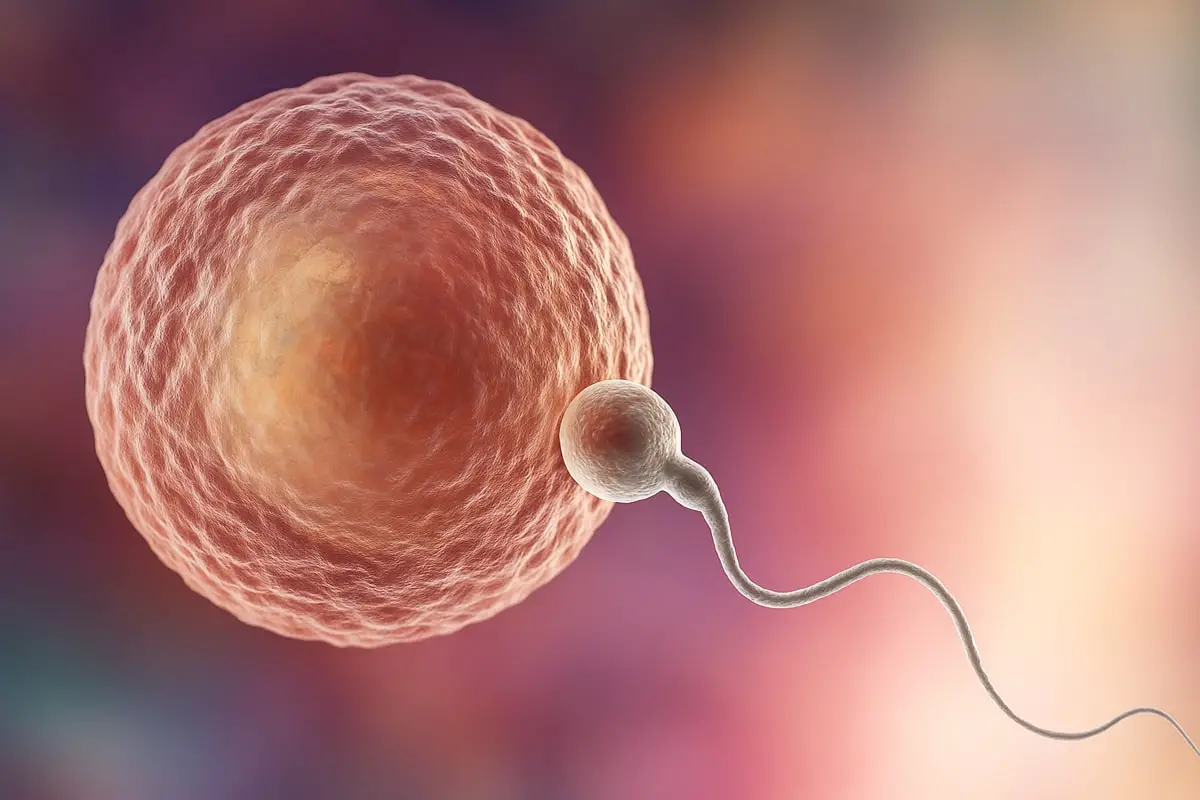 Yumurta Donasyonu Nedir? | Kıbrıs Amerikan Tüp Bebek Merkezi ile Yüksek Başarı Oranları