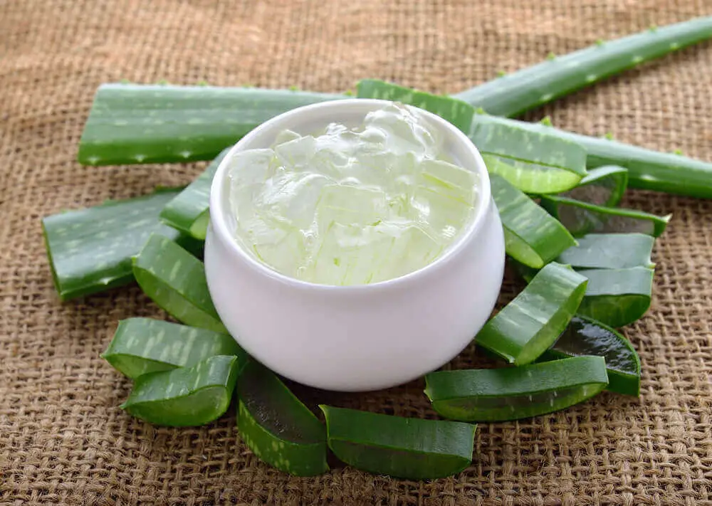 Aloe vera bakımı nasıl yapılır? Faydaları nelerdir?