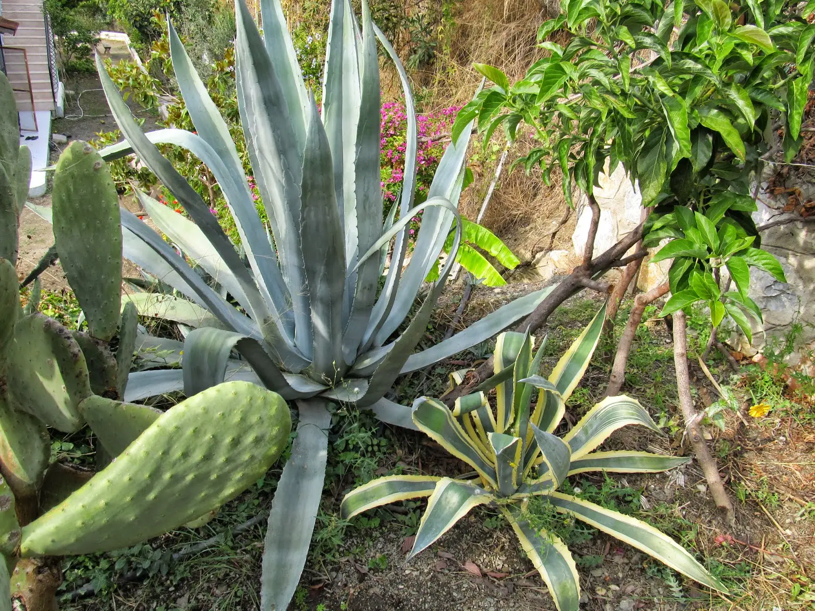 Sarısabır Otunun Faydaları Nelerdir?