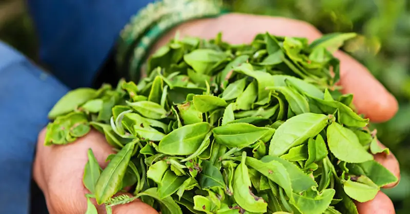 Çay Ağacı Yağı Faydaları Nelerdir?Nasıl kullanılır? 1 çay ağacı yağı