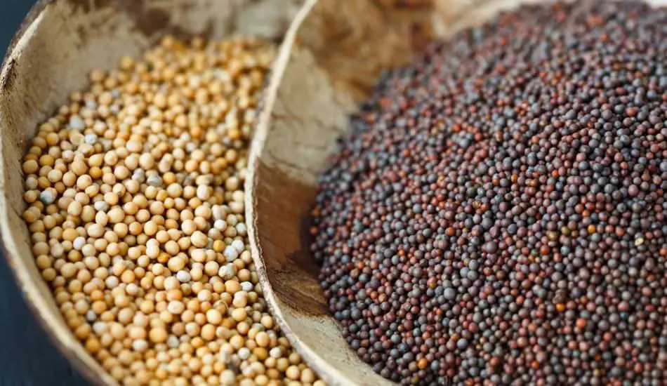 Hardal Yağının Faydaları, Hardal Yağı Ne İşe Yarar?