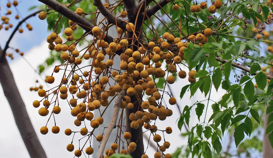 neem ağacı yağı maske