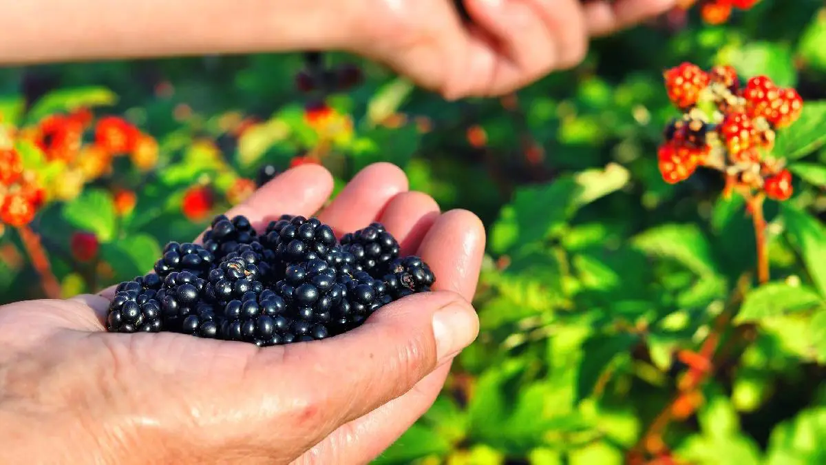Böğürtlen Yağı Faydaları
