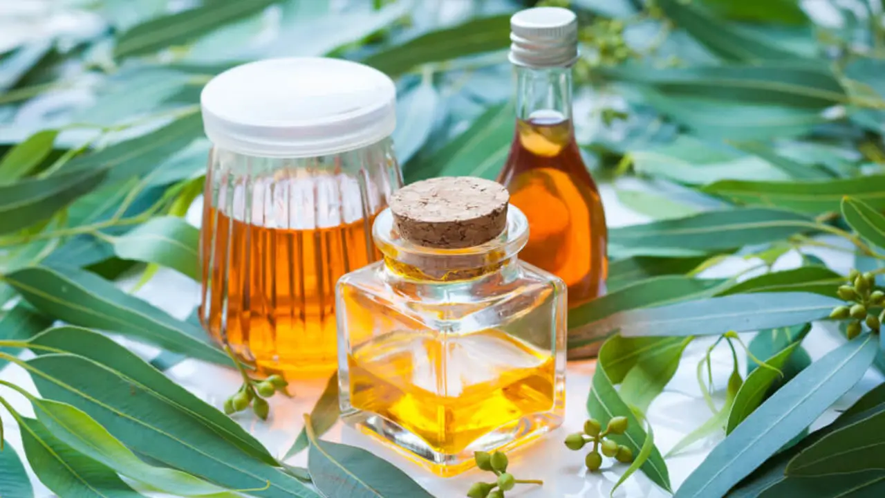 Okaliptus Yağının Faydaları: Doğanın Gücünü Sağlığınıza Taşıyın