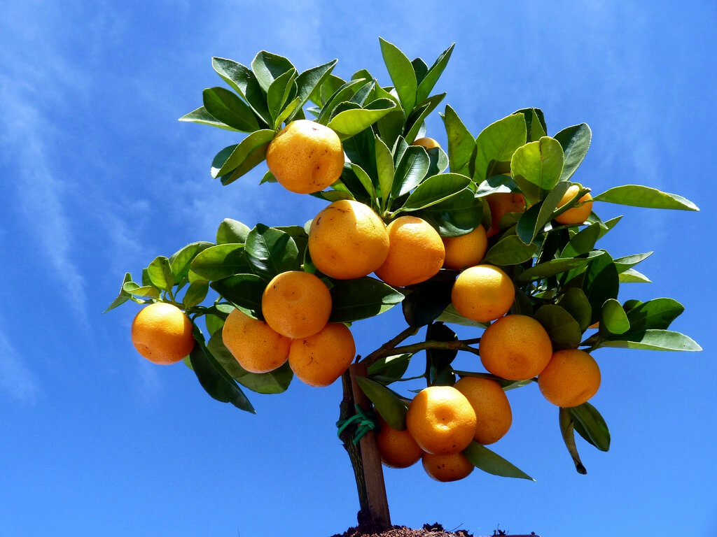 Апельсиновое дерево. Мини дерево мандарина. Мандарин дарахти. Каламондин фрукт. Мандарин это дерево или кустарник.