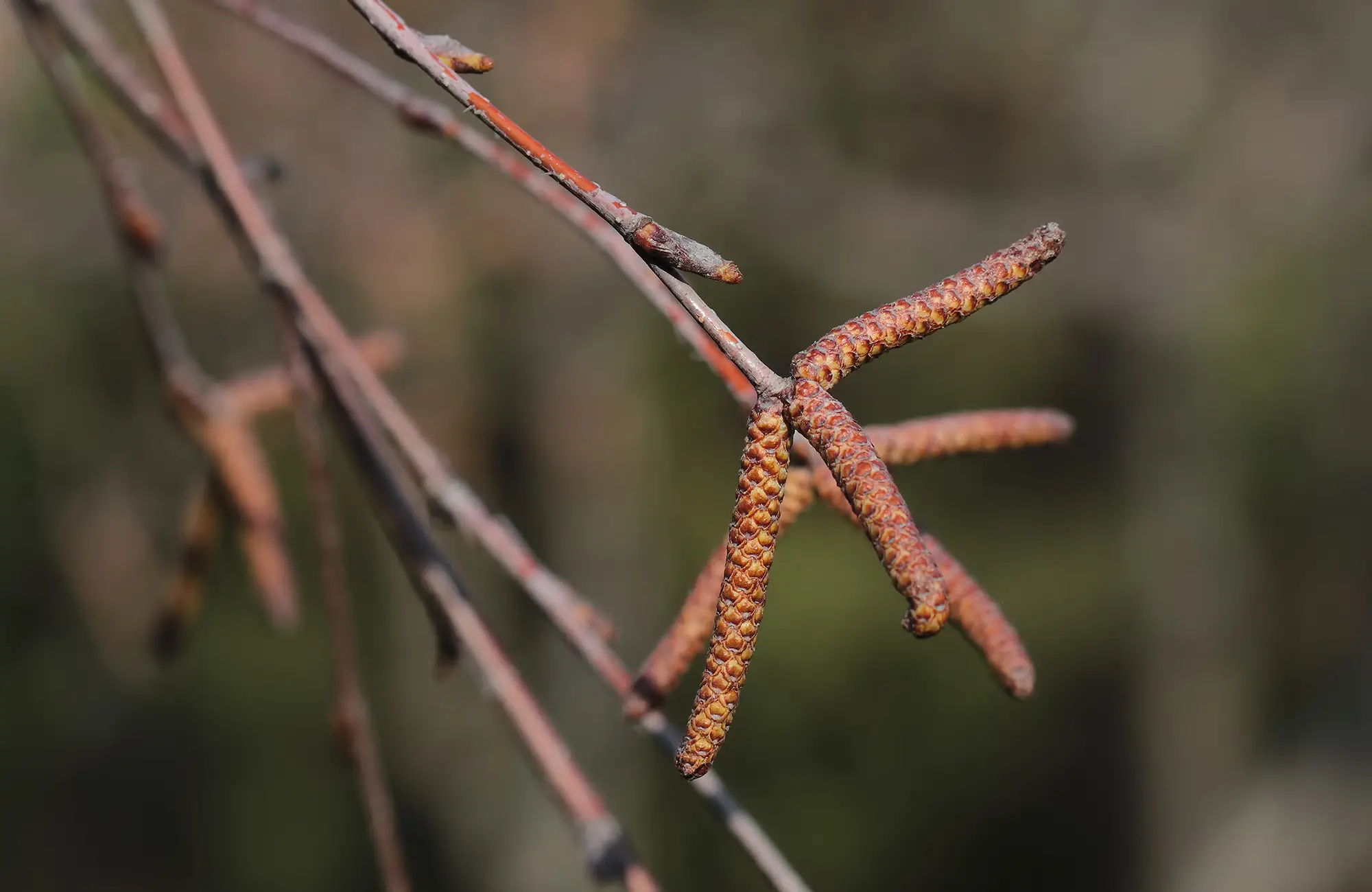 Huş Ağacı Yağı Faydaları