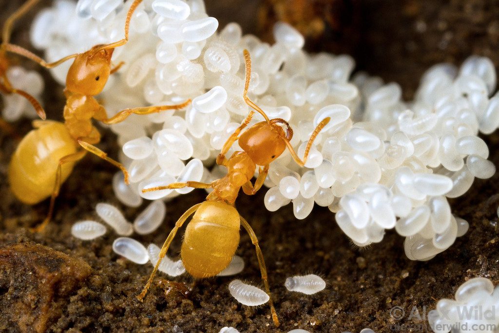 karınca yumurtası yağı faydaları