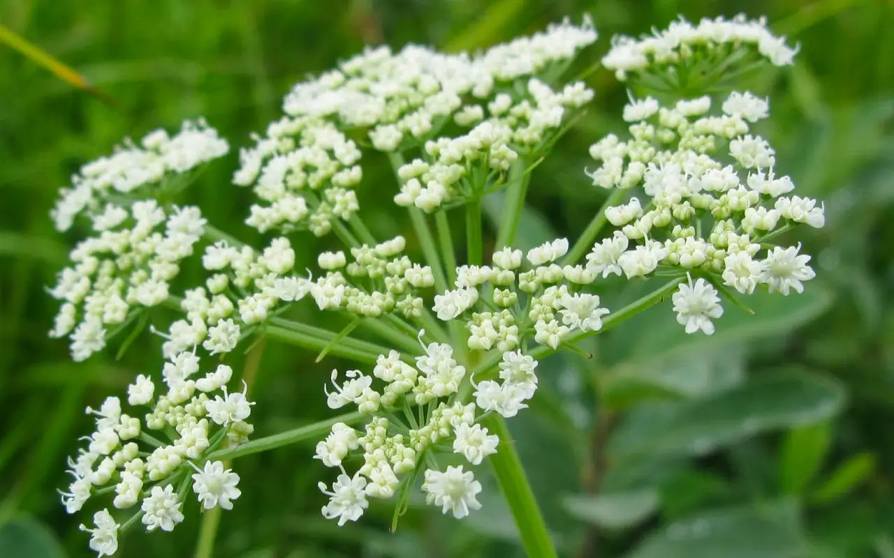 Melek Otu Yağı Faydaları: Doğadan Gelen Güçlü Şifa Kaynağı