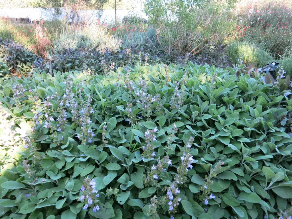  Berggarten Adaçayı