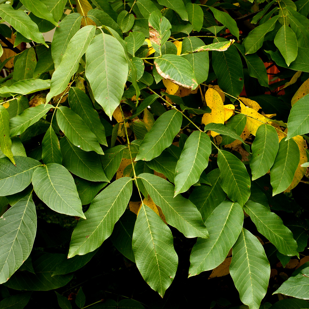 Peru Balsam Bitkisi