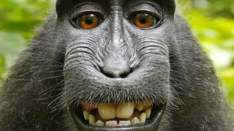 Çinli bilim adamları insan beyni genlerini maymunlara koydular